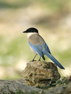 Iberian azure-winged magpie in Extremadura, Spain.
