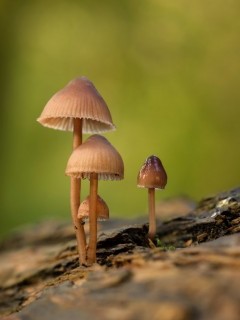 Fungi in the New Forest.