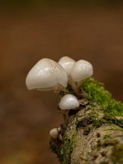 Fungi in the New Forest.