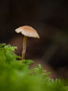 Fungi in the New Forest.