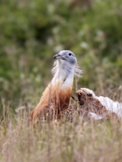 Great bustard in the UK.
