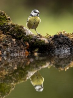 Blue tit and reflection in Hampshire, UK.
