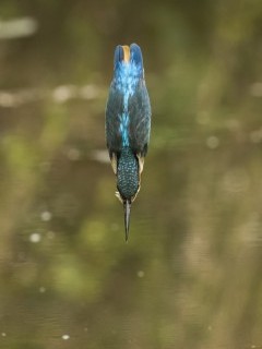 Common kingfisher in Hampshire, UK.