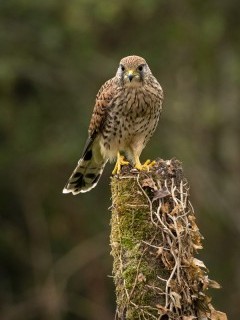 Kestrel in Hampshire, UK.