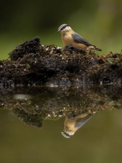Nuthatch and reflection in Hampshire, UK.