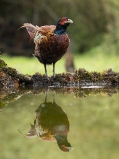 Pheasant and reflection in Hampshire, UK.