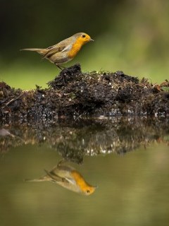 Robin and reflection in Hampshire, UK.