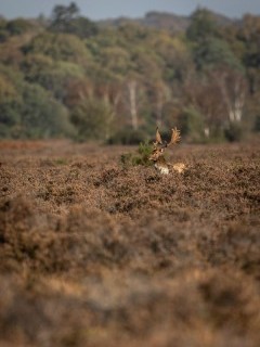 Fallow deer stag in the New Forest.