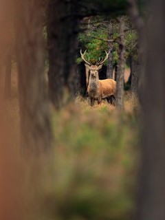 Red deer stag in the New Forest, Hampshire.