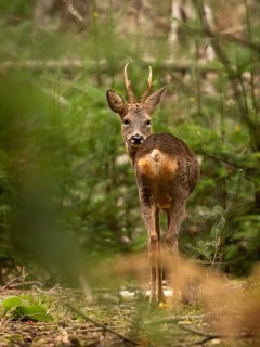 Roe deer in the New Forest, Hampshire.