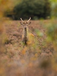 Young red deer stag in the New Forest, Hampshire.