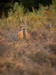 Young red deer stag in the New Forest, Hampshire.