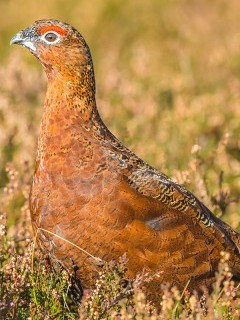 Red grouse in the Scottish Highlands