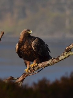 Golden eagle