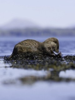 Otter on Isle of Mull, Scotland.