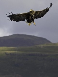 White-tailed sea eagle over Isle of Mull, Scotland.