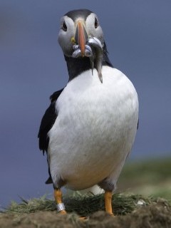 Atlantic puffin on Isle of Lunga, Scotland.