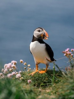 Atlantic puffin on Isle of Lunga, Scotland