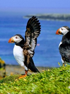 Atlantic puffin on Isle of Lunga, Scotland