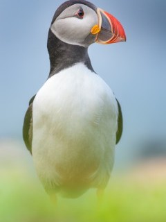Atlantic puffin on Isle of Lunga, Scotland.