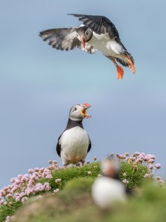Atlantic puffins on Isle of Lunga, Scotland.