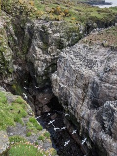 Kittiwakes and razorbills on the Treshnish Isles, Scotland.