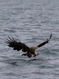 White-tailed sea eagle