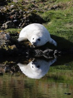 Grey seal pup.