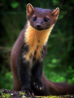 Pine marten in Scotland