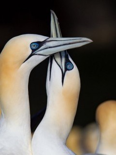 Pair of gannets in the Shetland Islands.
