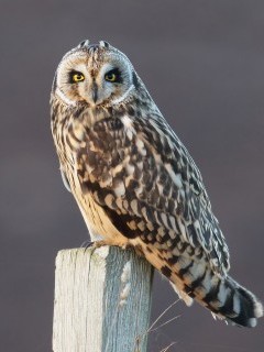 Short-eared owl in Scotland