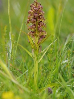 Frog orchid