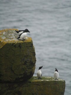 Razorbills.