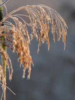 Shapwick Heath National Nature Reserve, Somerset.