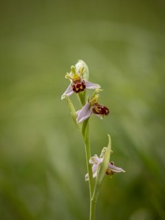 Bee orchid in Surrey.