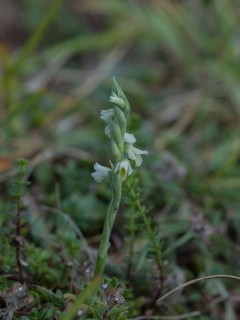 Autumn lady's tresses in Sussex.