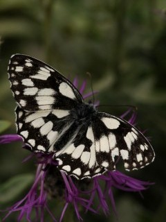 Marbled white butterfly in Sussex.