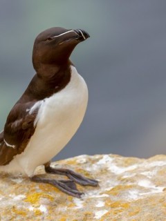 Razorbill