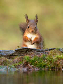 Red squirrel in the Yorkshire Dales.
