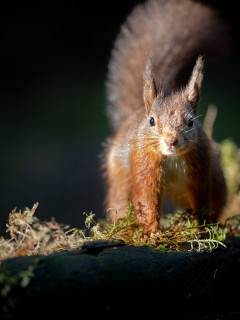 Red squirrel in the Yorkshire Dales.