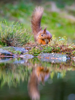 Red squirrel in the Yorkshire Dales.