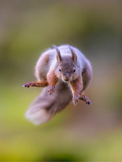 Red squirrel in the Yorkshire Dales.