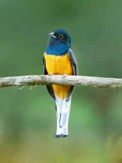 Surucua trogon in Argentina