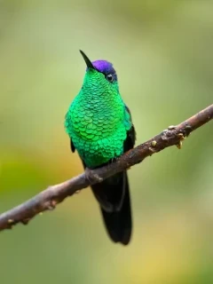 Violet-capped woodnymph in Argentina