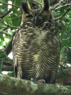 Great horned owl roosting, in Colombia.