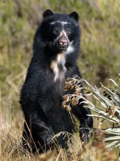 Spectacled bear in Colombia.