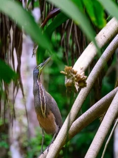 Bare-throated tiger heron in Costa Rica.