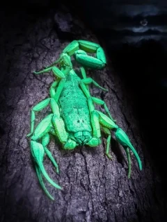 Scorpion in Costa Rica.