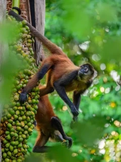 Spider monkey in Costa Rica.