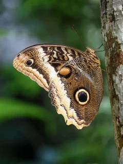 Owl eye butterfly in Costa Rica